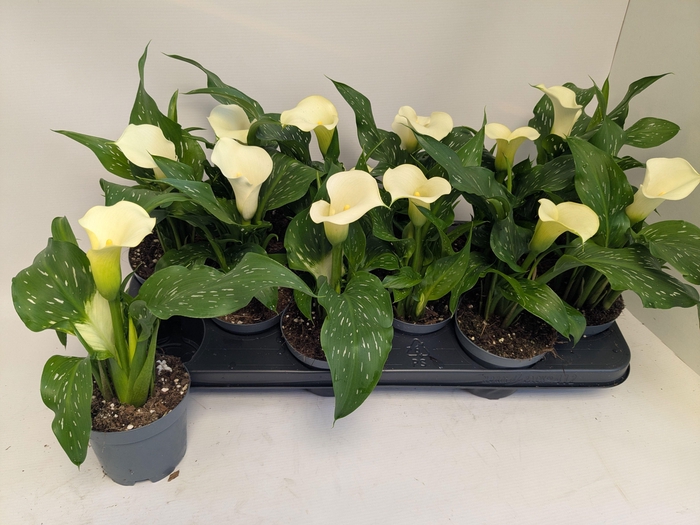 <h4>ZANT CAPT FRESCO</h4>