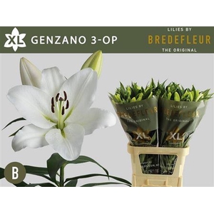 Li Ot Genzano 3+