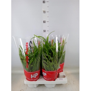 Lepismium bolivianum