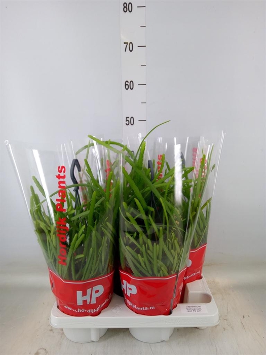 <h4>Lepismium bolivianum</h4>