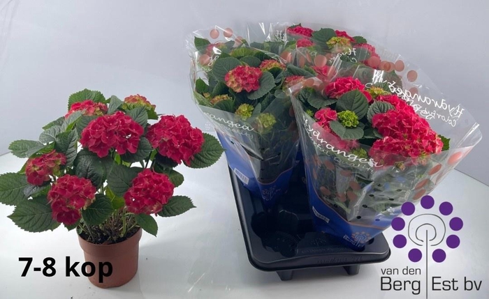 <h4>HYDR M SPEEDY RED</h4>