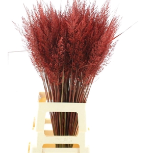Calamagrostis Brachy Rood