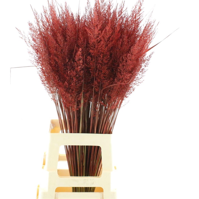 <h4>Calamagrostis Brachy Rood</h4>
