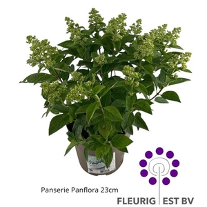 HYDR PA PANFLORA