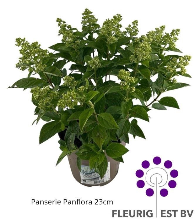 <h4>HYDR PA PANFLORA</h4>