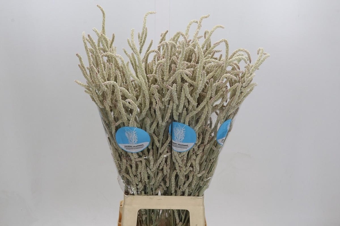 <h4>Amaranthus Yearming Desert</h4>