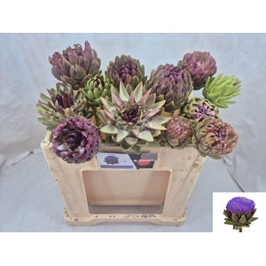 CYNARA SC GREEN GLOB