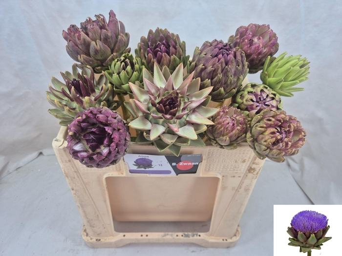 <h4>CYNARA SC GREEN GLOB</h4>