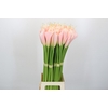 Zantedeschia Eydolls Salmon