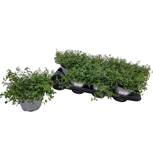 THYM SERPYLLUM