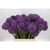 Allium Globemaster