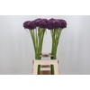 Allium Misses Bouquet