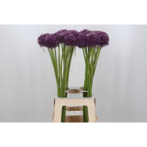 Allium Misses Bouquet