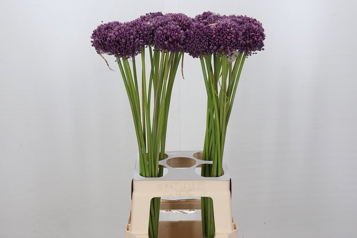 Allium Misses Bouquet