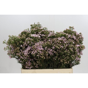 Chamelaucium Jupiter Solar