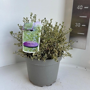 Ceanothus impressus