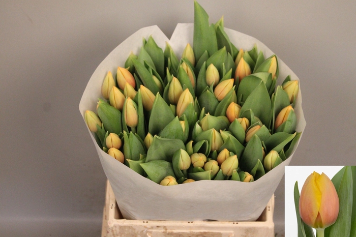 <h4>TU EN MARIT</h4>