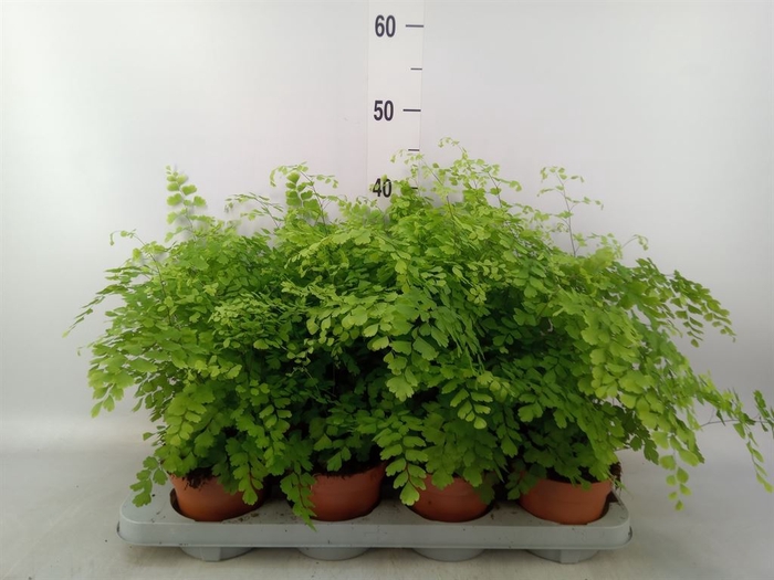 <h4>Adiantum raddi. 'Fragrans'</h4>