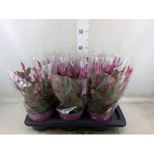 Celosia arg. SP 'Wild Pink'