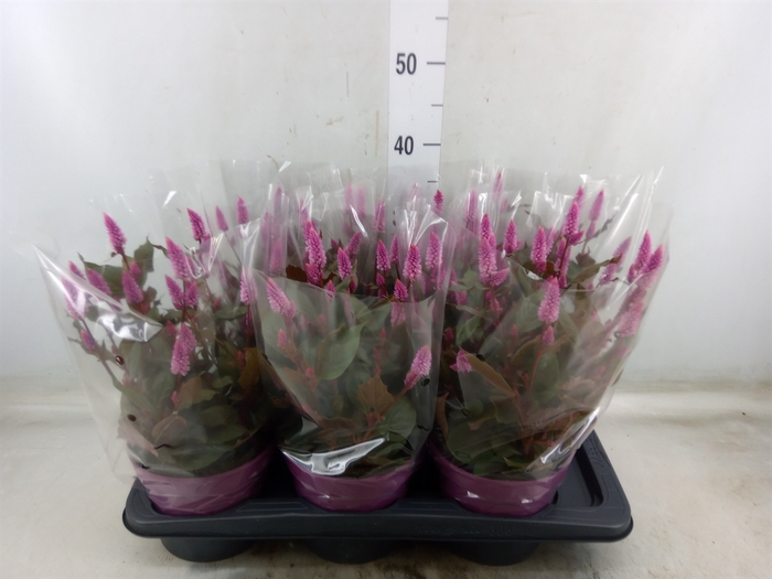 <h4>Celosia arg. SP 'Wild Pink'</h4>