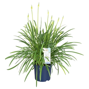 Agapanthus Amourette Blue Blush, 12+ tak