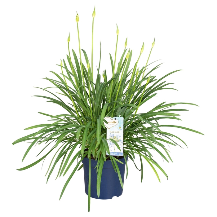 <h4>Agapanthus Amourette Blue Blush, 12+ tak</h4>
