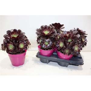 Aeonium Ab Velours