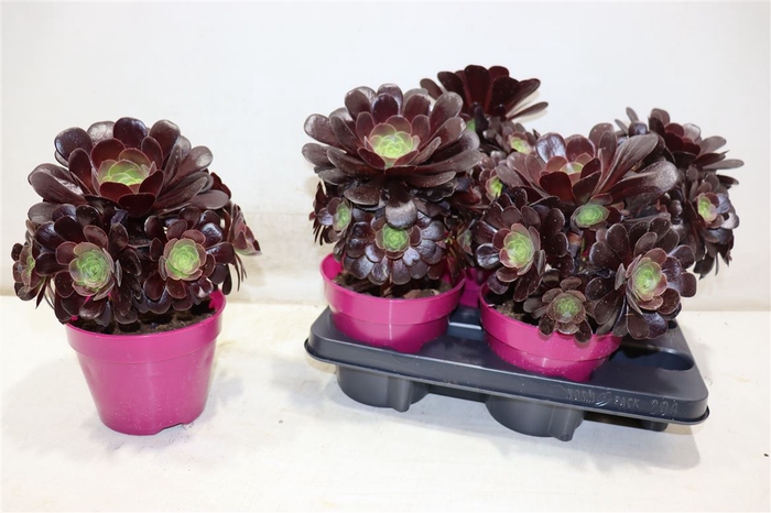 <h4>Aeonium Ab Velours</h4>