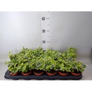 Hedera helix 'White Wonder'