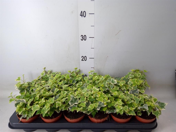 <h4>Hedera helix 'White Wonder'</h4>