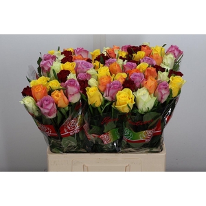 R Gr Gemengd In Bos Bright