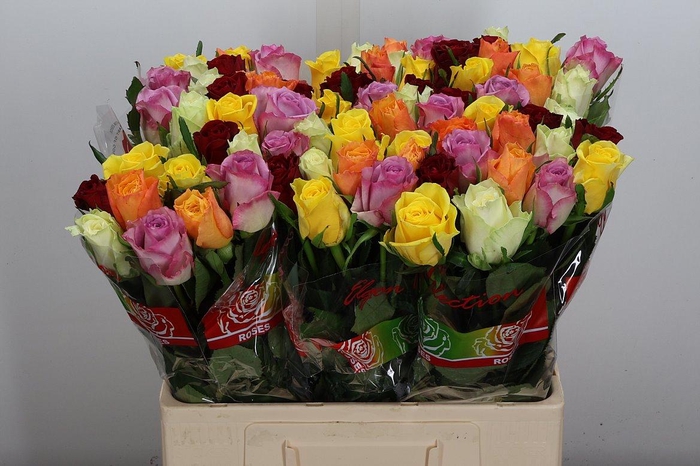 <h4>R Gr Gemengd In Bos Bright</h4>