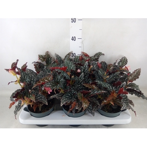 Begonia BD mac. 'Spotlight Dark'