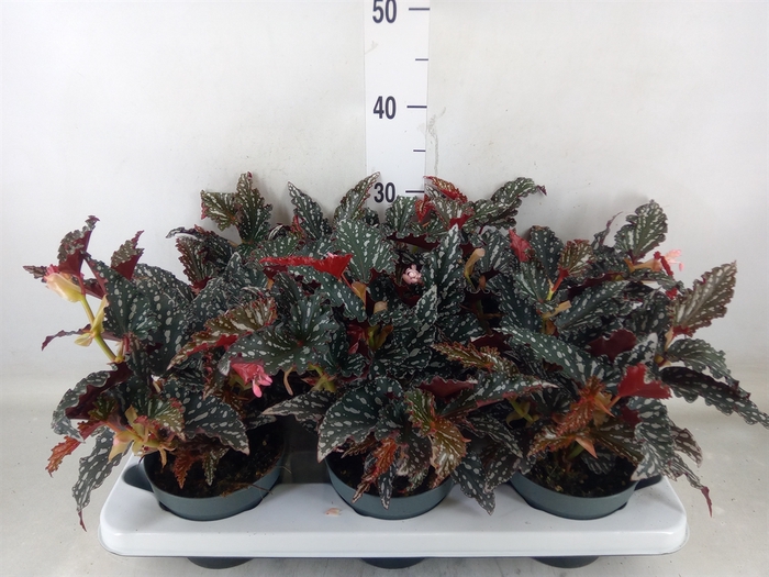 <h4>Begonia BD mac. 'Spotlight Dark'</h4>
