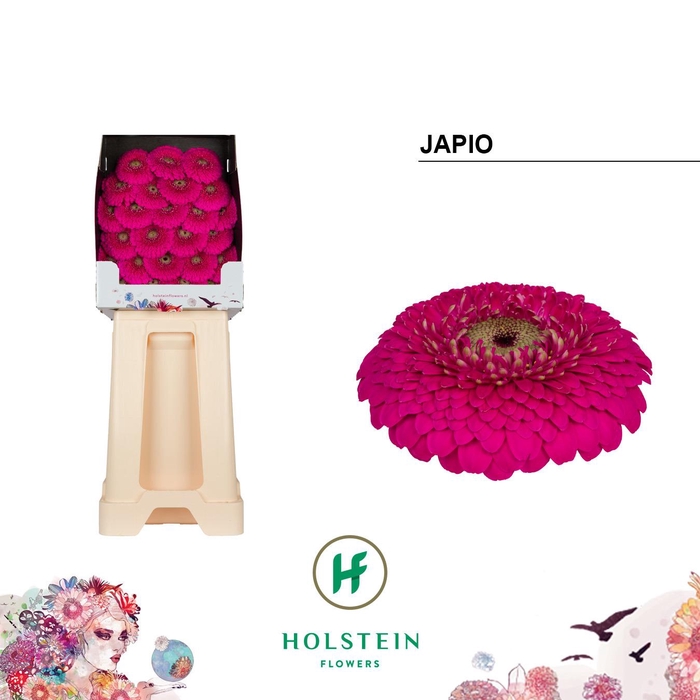 <h4>Ge Bv Pom Japio</h4>