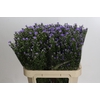 Aster Cassandra
