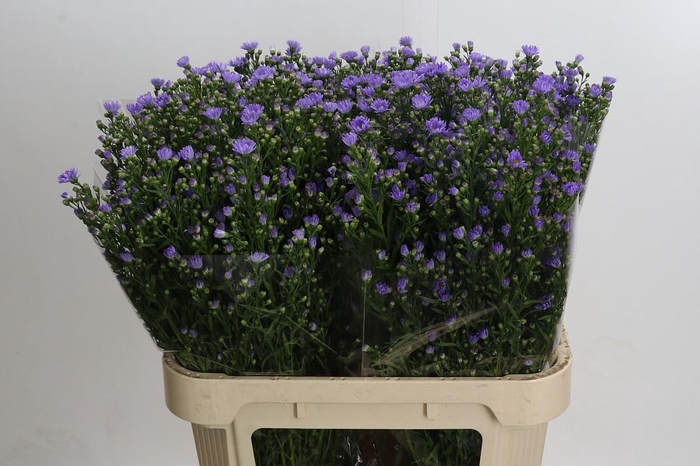 <h4>Aster Cassandra</h4>