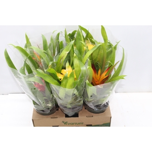 GUZMANIA VARIADA P12