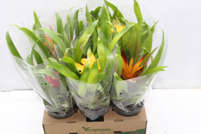<h4>GUZMANIA VARIADA P12</h4>