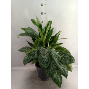 Aglaonema   ...