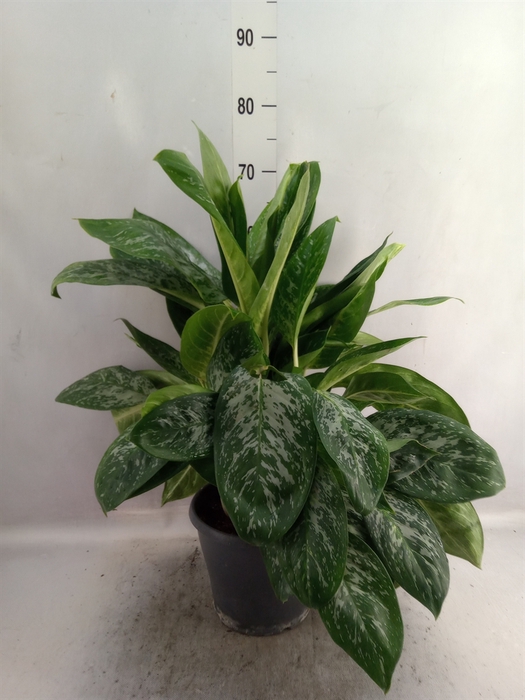 Aglaonema   ...