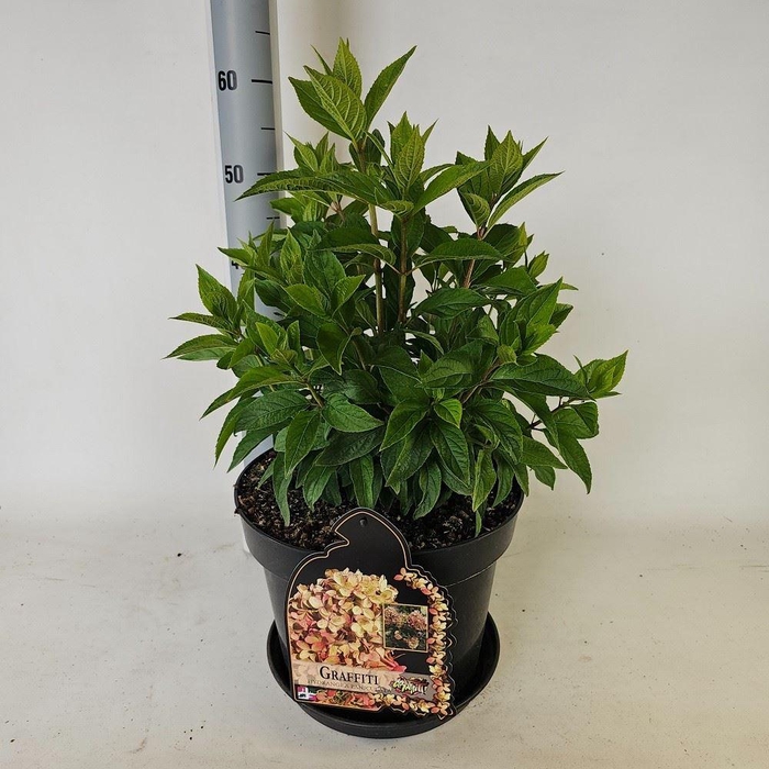 Hydrangea paniculata