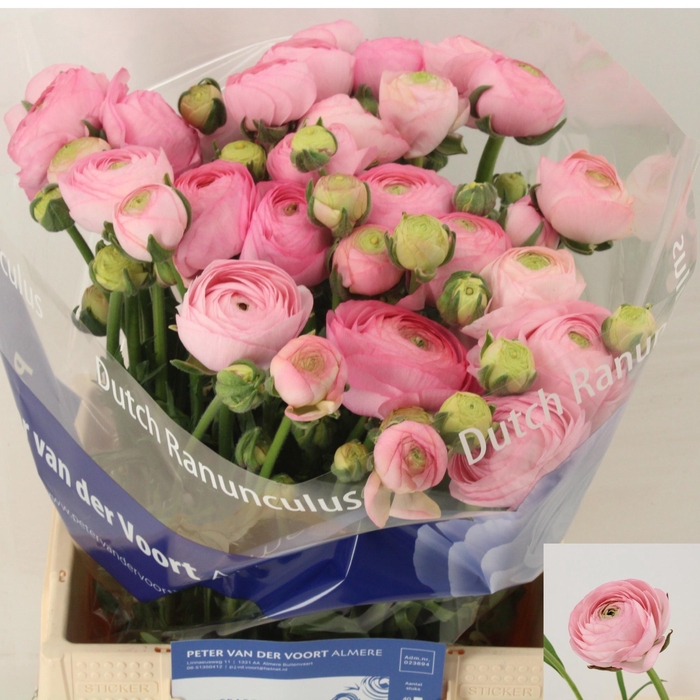 <h4>RAN AAZUR ROSE</h4>