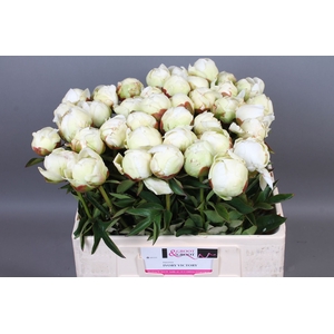 Paeonia Ivory Victory | Heavy Quality