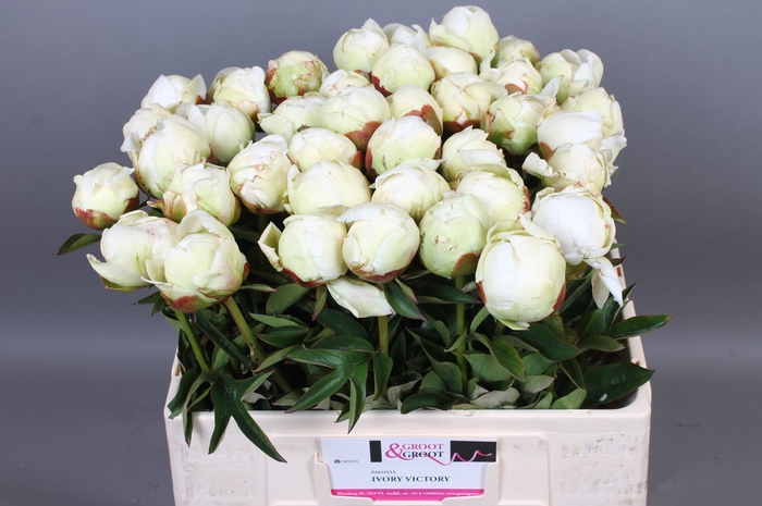 <h4>Paeonia Ivory Victory | Heavy Quality</h4>