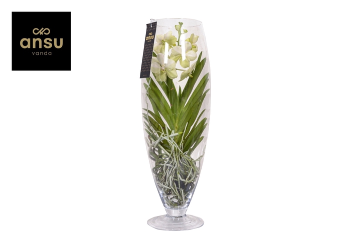 <h4>Vanda White Glas Champagne</h4>