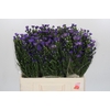 Aster Casamare