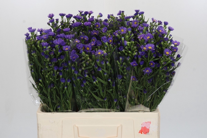 Aster Casamare