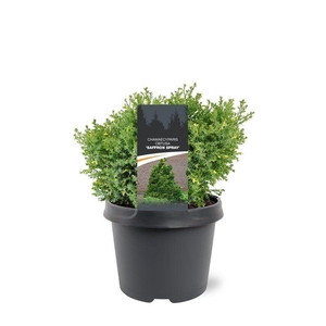 Chamaecyparis obtusa 'Saffron Spray'