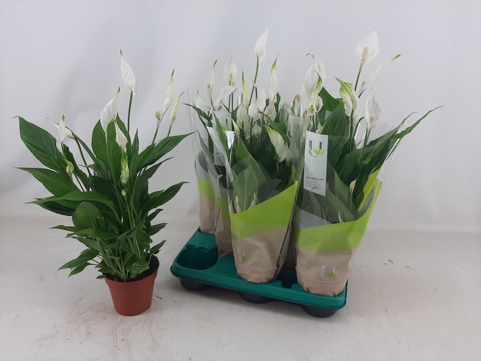 <h4>SPATH TORELLI</h4>